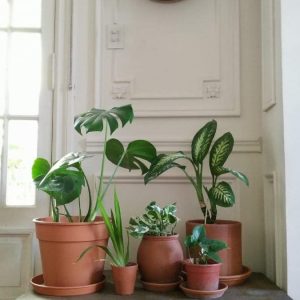 Plantas de interior